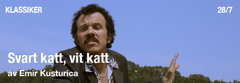 svart katt vit katt svart katt vit katt